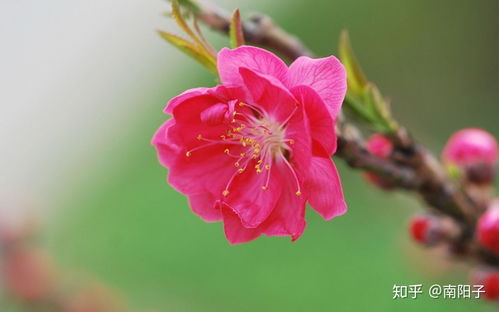 八字的桃花是什么生肖(子午卯酉四桃花的区别)